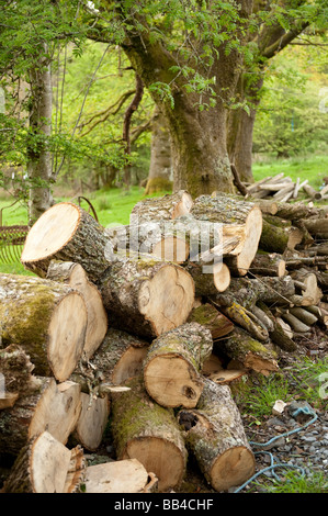 Oak logs cut and piled up ready to be made into firewood in a managed woodland Wales UK Stock Photo