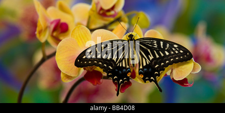 Sammamish, Washington Tropical Butterfly Photograph of Papilio xuthus the Chinese Yellow Swallowtail on Orchid Stock Photo