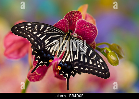 Sammamish, Washington Tropical Butterfly Photograph of Papilio xuthus the Chinese Yellow Swallowtail on Orchid Stock Photo