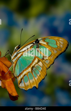 Sammamish, Washington Tropical Butterfly Photograph of Siproeta stelenes the malachite Butterfly Stock Photo