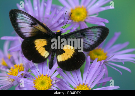 Sammamish Washington Photograph of Butterfly on Flowers, Stock Photo