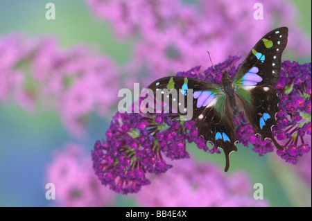 Sammamish Washington Photograph of Butterfly on Flowers, Stock Photo