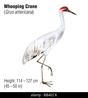 Whooping crane (Grus americana), an endangered species Stock Photo