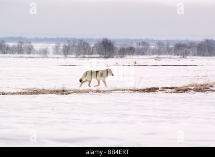Polar wolf (Canis lupus albus) Stock Photo