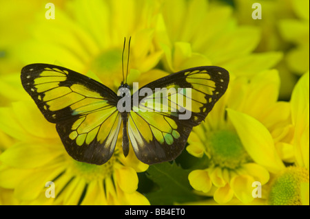 Sammamish Washington Photograph of Butterfly on Flowers, Danaus schenkii Stock Photo
