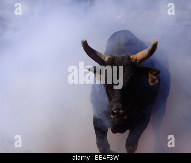 Ferocious black rodeo bull charges through the fog for the opening of a rodeo bull riding event Stock Photo