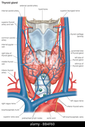 The human thyroid gland. Stock Photo