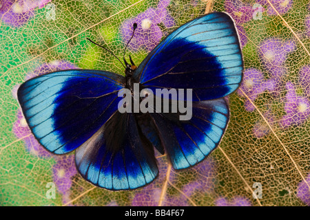 Sammamish Washington Photograph of Butterfly on Flowers, Eunica eurota Stock Photo