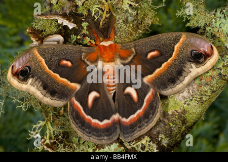 Sammamish, Washington North American Silk moth Cecropia, or the Red Robin Moth Stock Photo