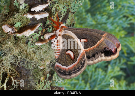Sammamish, Washington North American Silk moth Cecropia, or the Red Robin Moth Stock Photo