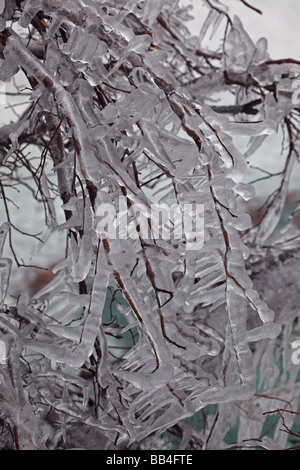 Ice covered Branches New York USA Stock Photo