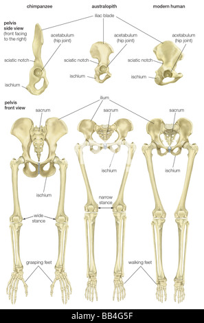 Comparison of the pelvis and lower limbs of a chimpanzee, an australopith, and a modern human. Stock Photo