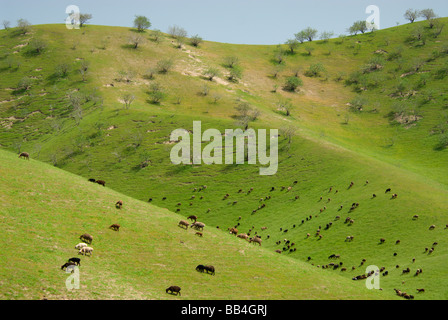 A herd of sheep graze on rolling hills green from spring rains, and dotted with wildl pistachio trees, near the Turkmenistan bor Stock Photo