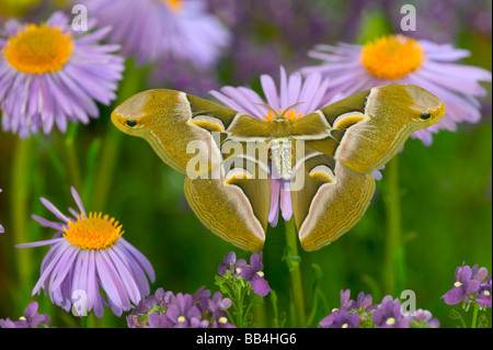 Sammamish, Washington Ailanthus Silkmoth from North America Stock Photo