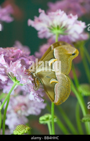 Sammamish, Washington Ailanthus Silkmoth from North America Stock Photo