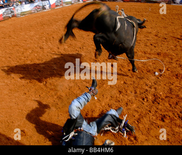 Rodeo Cowboy bull rider takes a dangerous tumble right out of the gate at the Texas State Fair 2008 Dallas TX Stock Photo