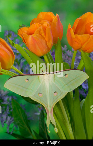 Sammamish, Washington and the Indian Moon Moth Actias selene Stock Photo