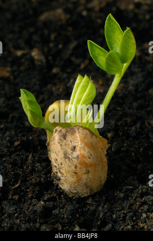 Emerged peanut seedling with food storage cotyledons above soil and first true leaves forming Stock Photo