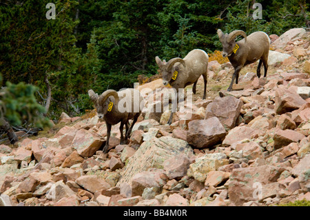 Colorado, Colorado Springs, Manitou Springs. Pikes Peak Cog Railway. Rocky Mountain bighorn sheep  Pike's Peak herd, tagged. Stock Photo