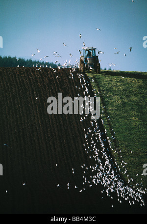 TRACTOR PLOUGHING FIELD WITH GULLS LOWLAND SCOTLAND UK Stock Photo