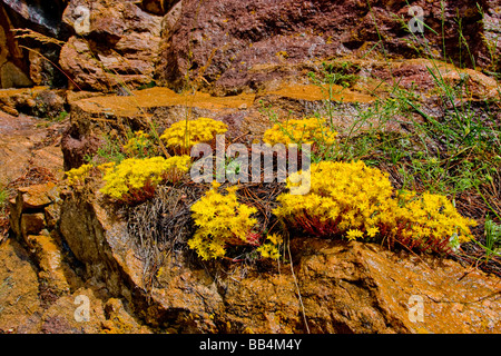 On Mt. Evans, in the Colorado Rockies, the yellow stonecrop flowers  grow among crags & stone formations at over 12, 000 ft. Stock Photo