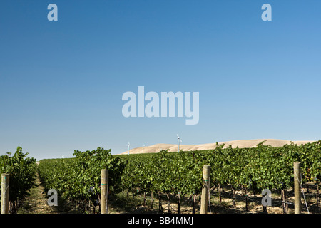 Merlot grapes in vineyard in Eastern Washington, Columbia Valley in the Tri-Cities area Stock Photo