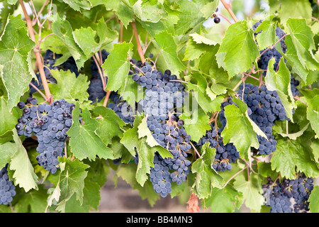 Vineyards of Tri-Cities area in the Columbia Valley, Eastern Washington Stock Photo