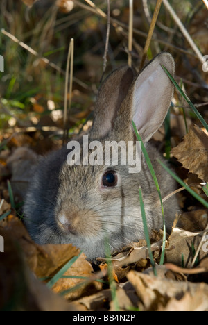 Young rabbit (Oryctolagus cuniculus) Stock Photo