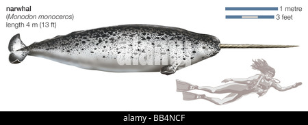 Narwhal (Monodon monoceros) Stock Photo