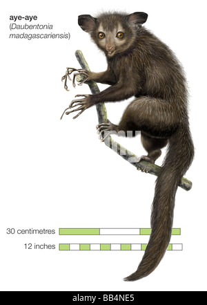 Aye-aye (Daubentonia madagascariensis) Stock Photo