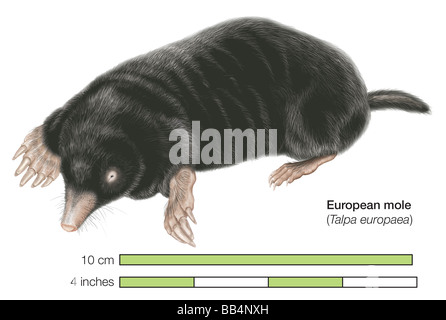 Common mole (Talpa europaea) Stock Photo