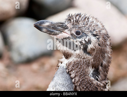 Young Black footed Penguin Spheniscus demersus Stock Photo