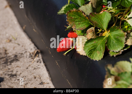 Strawberry cultivation demonstration plot at Florida Strawberry Festival,  Plant City,Florida. Stock Photo