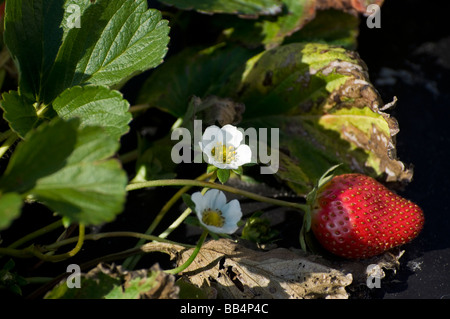 Strawberry cultivation demonstration plot at Florida Strawberry Festival,  Plant City,Florida. Stock Photo