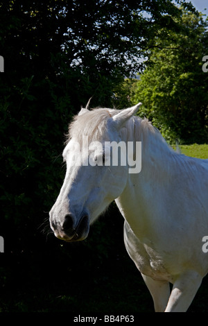 White horse in field, Edinburgh, Scotland Stock Photo