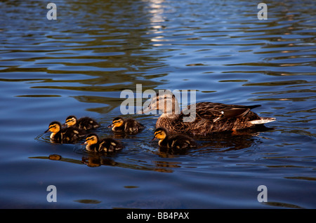 Mother Mallard Duck with family of five ducklings on Scottish Loch, Edinburgh, Scotland Stock Photo