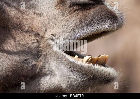 Bactrian Camel Camelus bactrianus Stock Photo