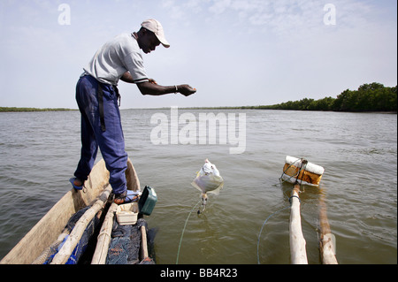 Senegal: Fisherman in his dugout canoe on the river Casamance Stock Photo