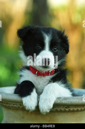 Border Collie puppy in plant pot Stock Photo