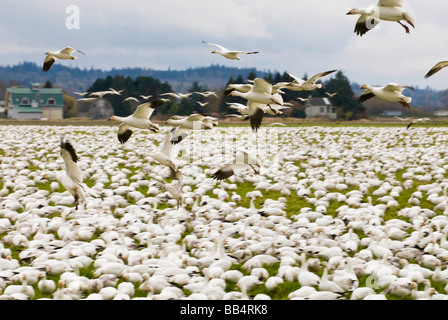 USA, WA, Skagit River Delta, Fir Island. Snow Geese (Chen caerulescens) stop over in Skagit Valley during spring migration. Stock Photo