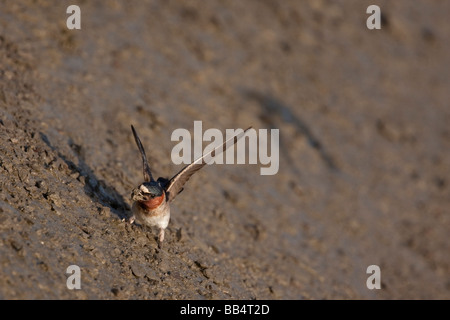 Cliff Swallow gathering mud to make its nest, Palo Alto Baylands Preserve, California, USA Stock Photo