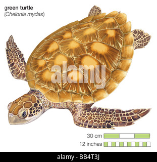 Green turtle (Chelonia mydas)