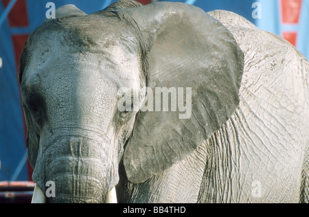 Circus elephant after the show in front of the manege tent, Bremen, Germany Stock Photo