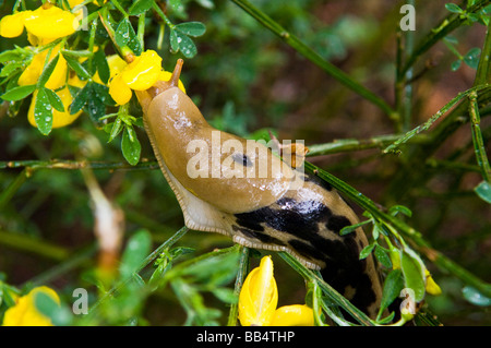 USA, WA, Whidbey Island. Banana slug (Ariolimax columbianus) on Scotch Broom.  Large variety of slugs in damp Pacific Northwest Stock Photo