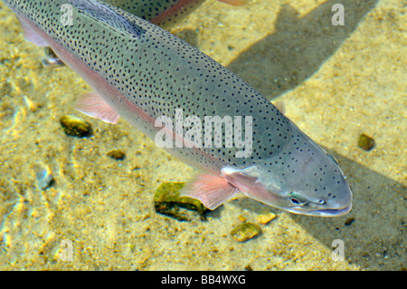 One large Rainbow Trout Oncorhynchus mykiss in water close up Stock Photo