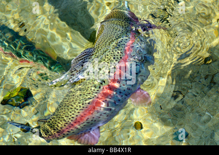 Rainbow Trout Oncorhynchus mykiss in water Stock Photo