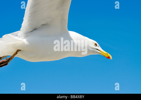 Close up of bright white Seagull in flight contrasted against clear deep blue sky Stock Photo