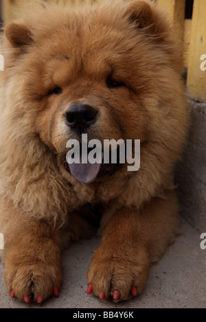 Chow Chow dog with black tongue Stock Photo