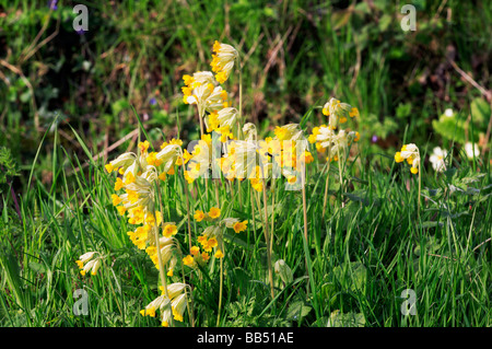 A group of Cowslips, Primula veris, growing on a country roadside verge in Norfolk, UK. Stock Photo