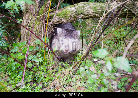 Wombat while hiking in Wilsons Promontory National Park Victoria Australia Stock Photo